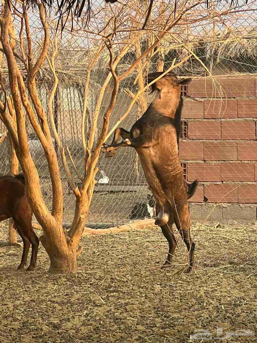 تيوس جنوبيات ثني ورباع64581580024834114