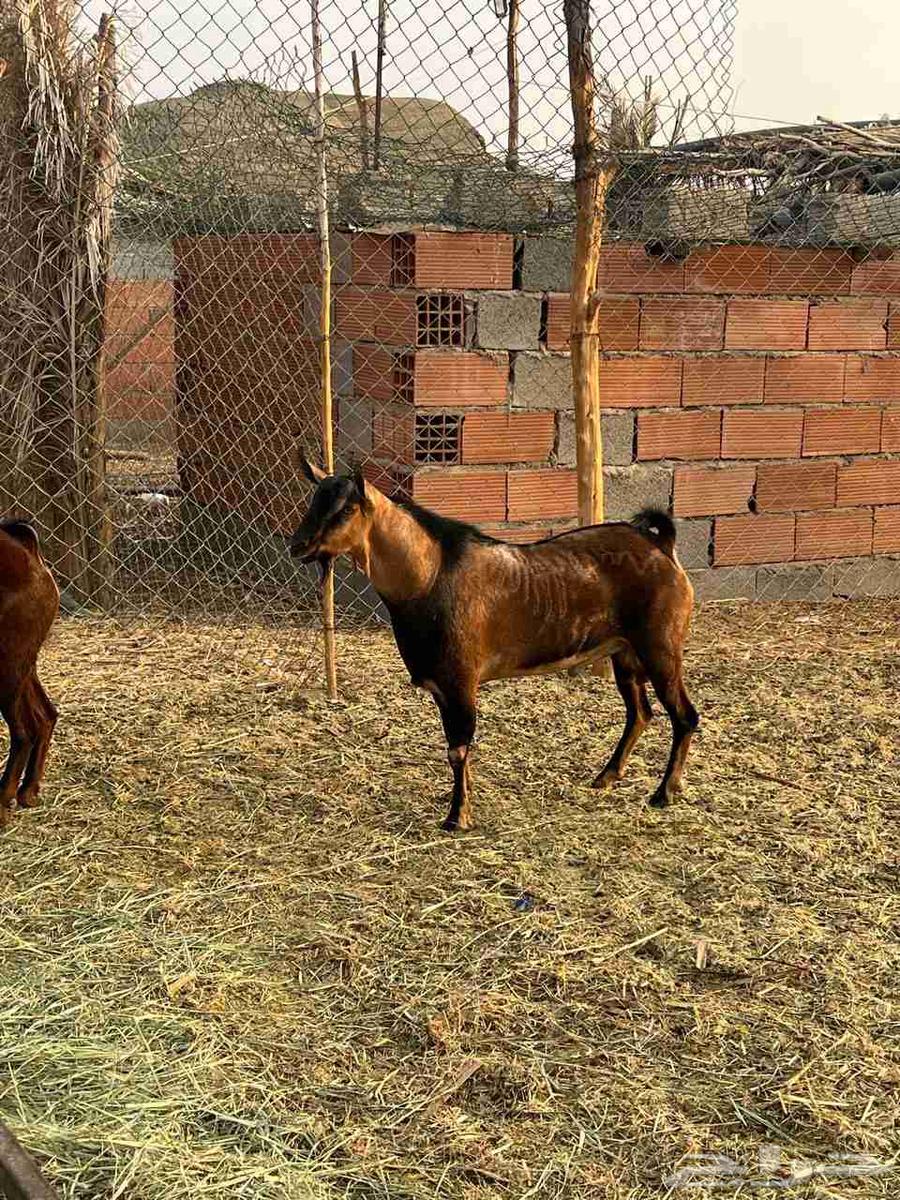 تيوس جنوبيات ثني ورباع64581580024834111