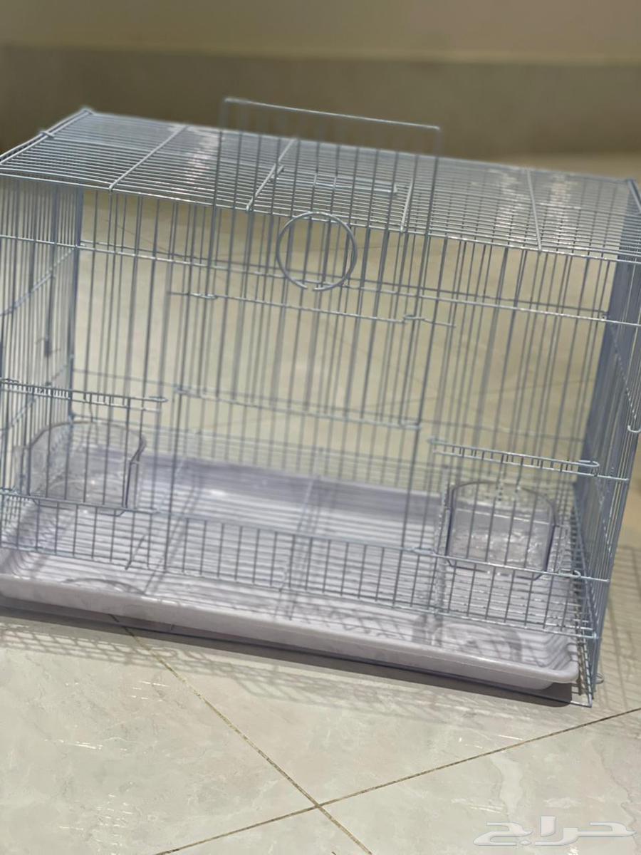 ارنب قزم نذر لاند هولندي بلاك64588074091137110