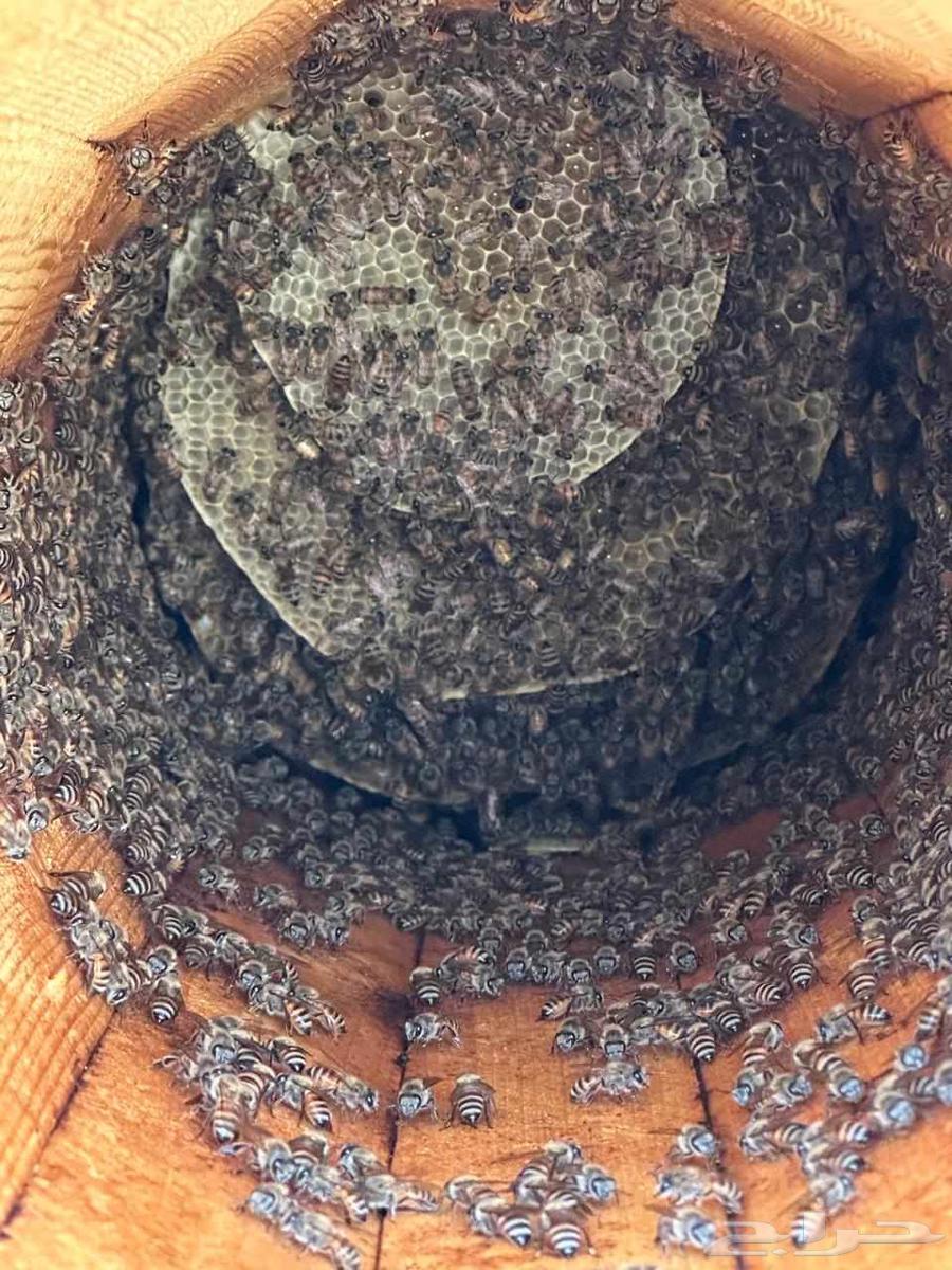 نحل للبيع64581580042497110