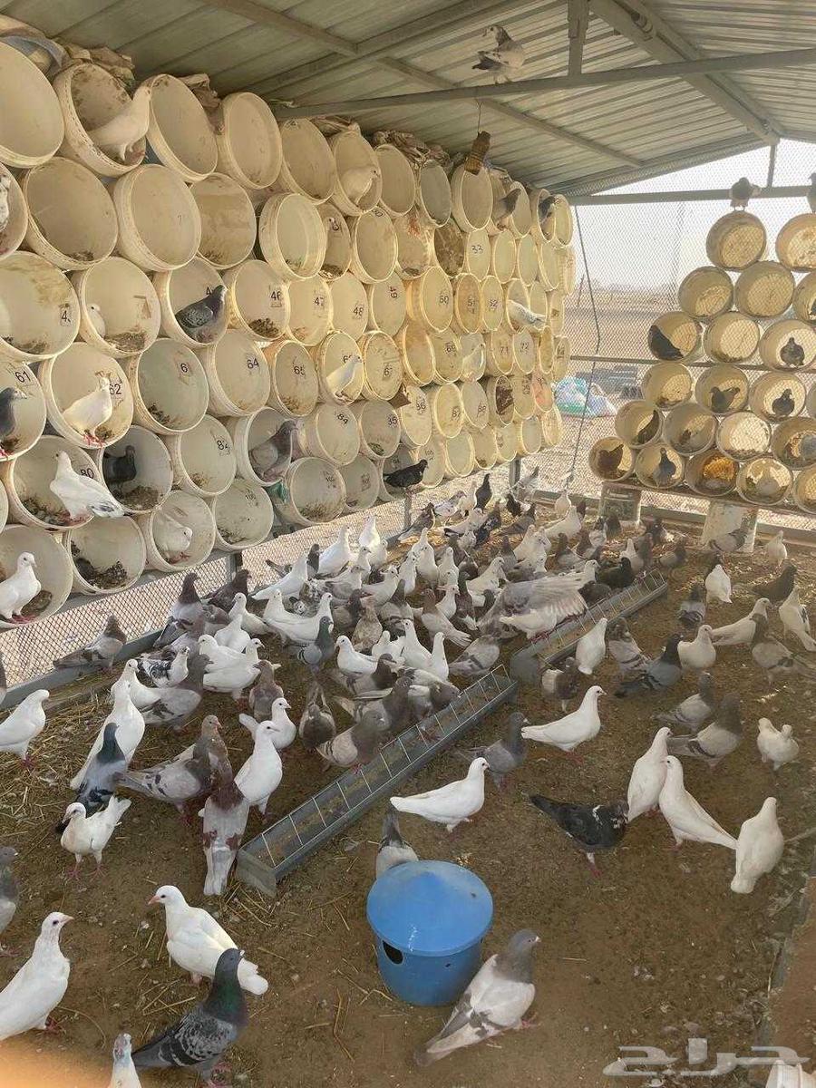 للبيع حمام فرنسي اببض وسلفر وهجين احجام طيبة ومطعم كنكر ومع64585770231554111