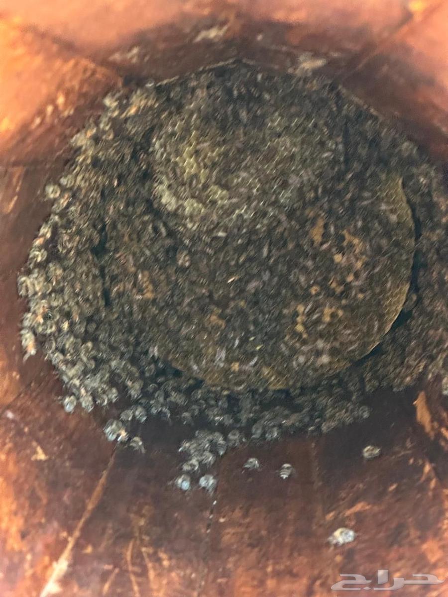 نحل للبيع64581580042497111