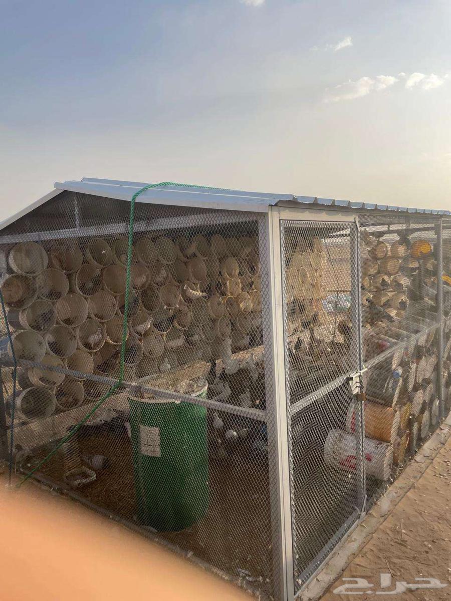 للبيع حمام فرنسي اببض وسلفر وهجين احجام طيبة ومطعم كنكر ومع64585770231554114