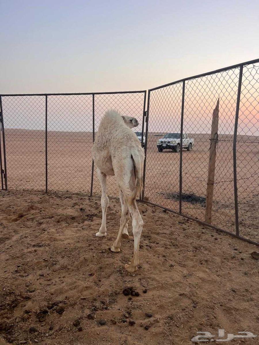 للبيع قعود لباني (تم البيع الله يبارك لا الشاري و البايع)64584968136065110