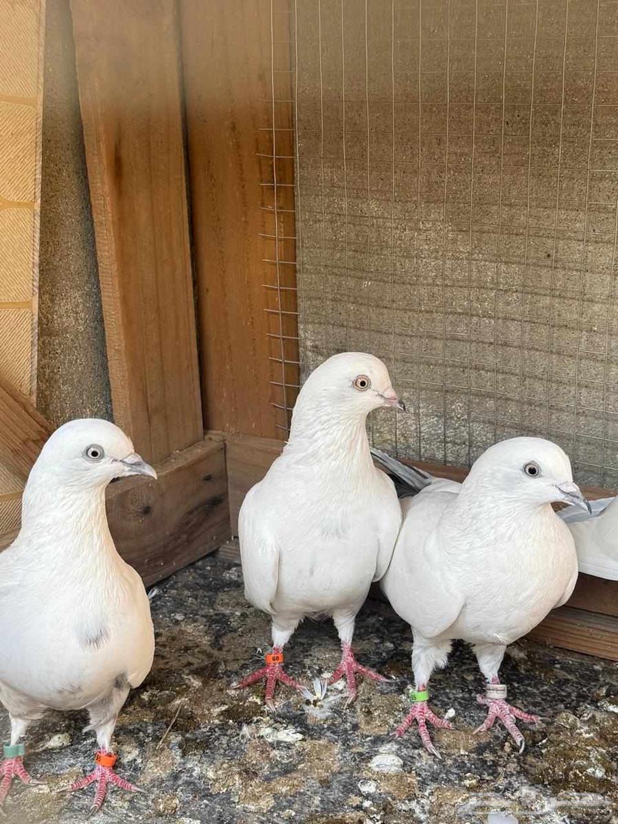 جوزين حمام وحشي64585807488643111