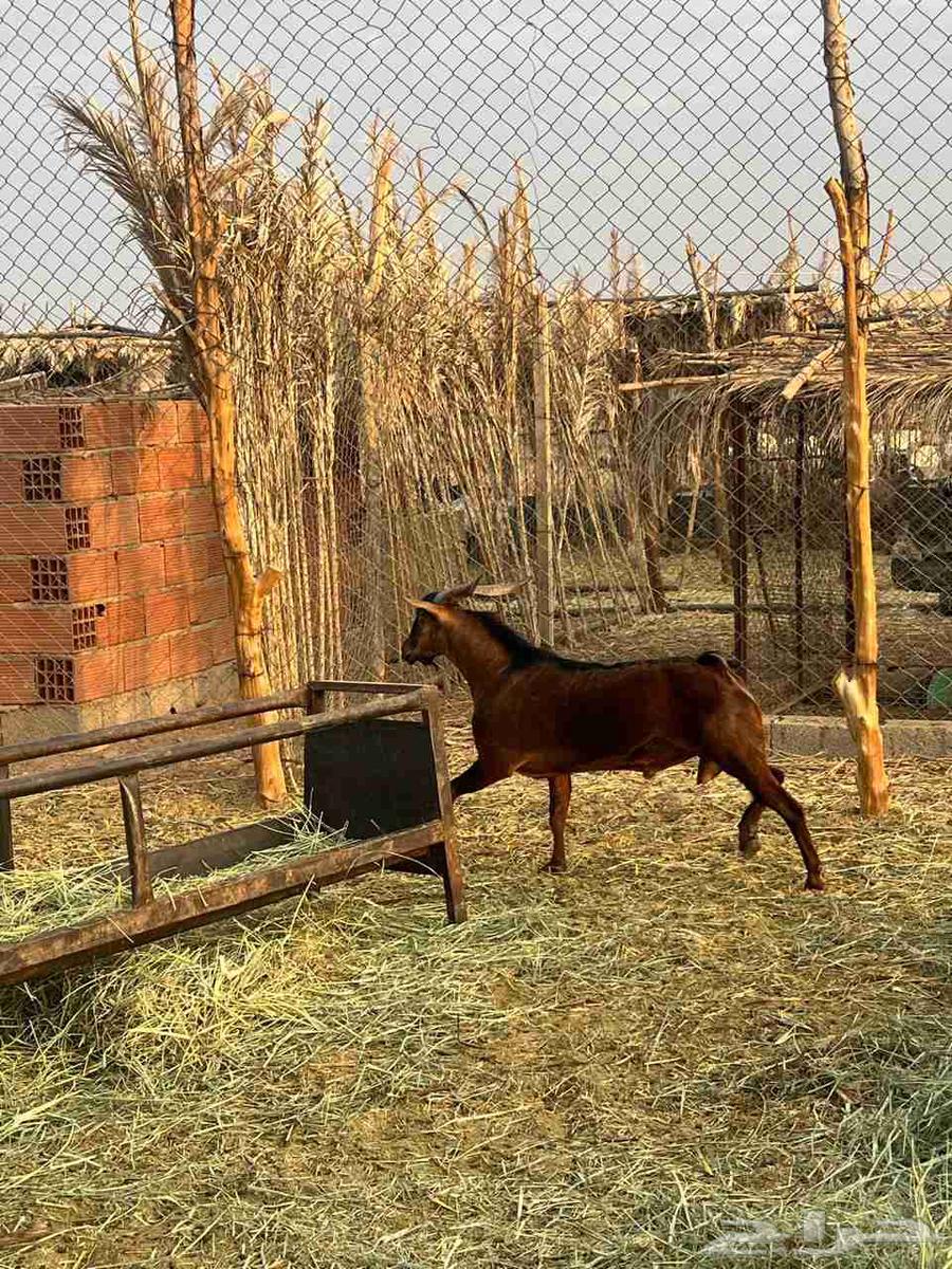 تيوس جنوبيات ثني ورباع64581580024834110