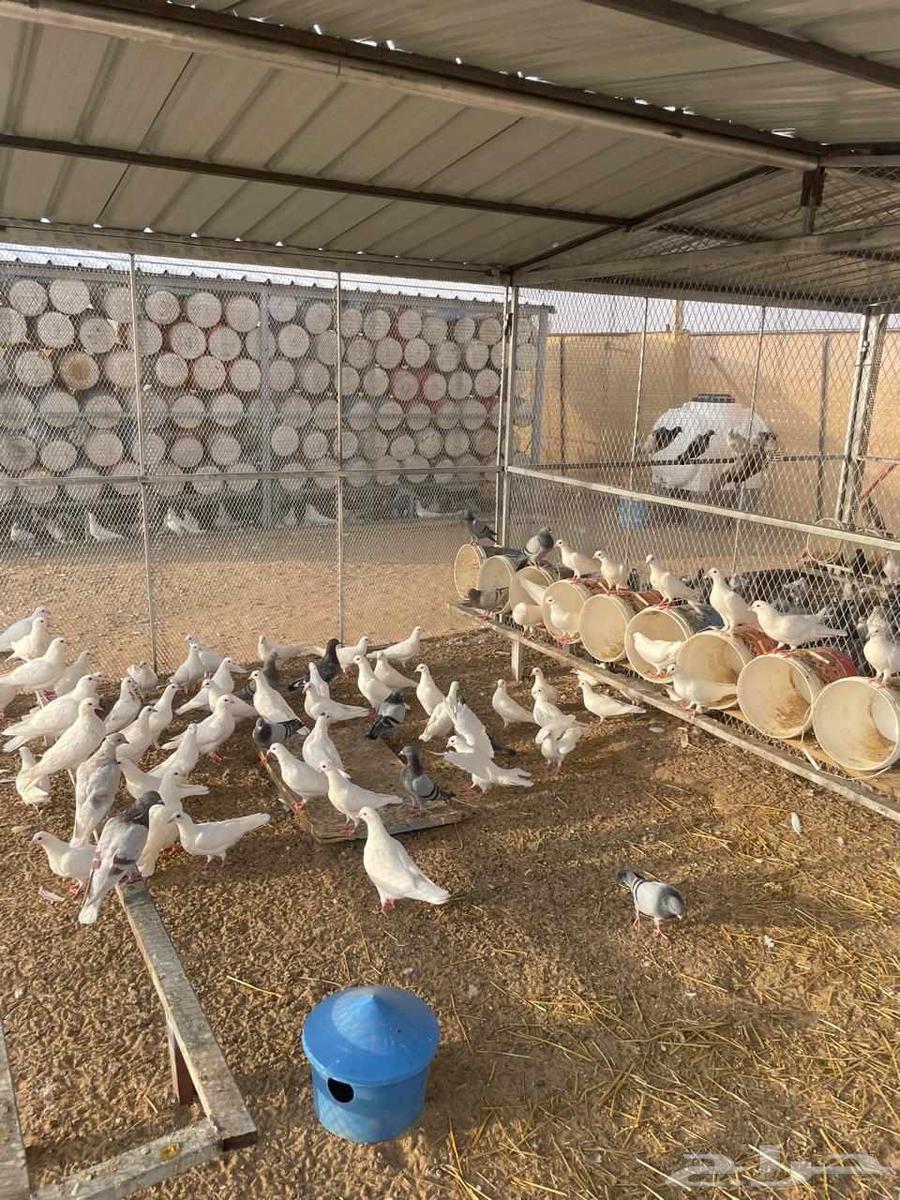 للبيع حمام فرنسي اببض وسلفر وهجين احجام طيبة ومطعم كنكر ومع64585770231554110