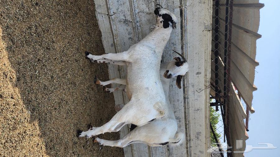 Bichhi Stud Project64593765700993110