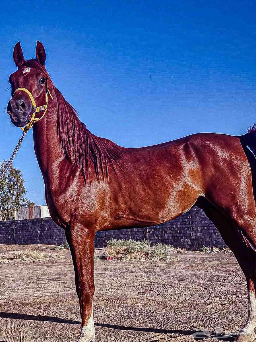 Photoshoot sessions64591262280449114