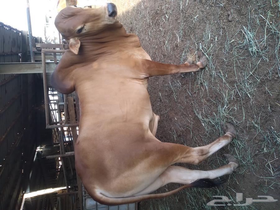 حسيل بلدي فاخر شئ نظيف سمين شحم ولحم خالي من جميع العيوب64592938722306110