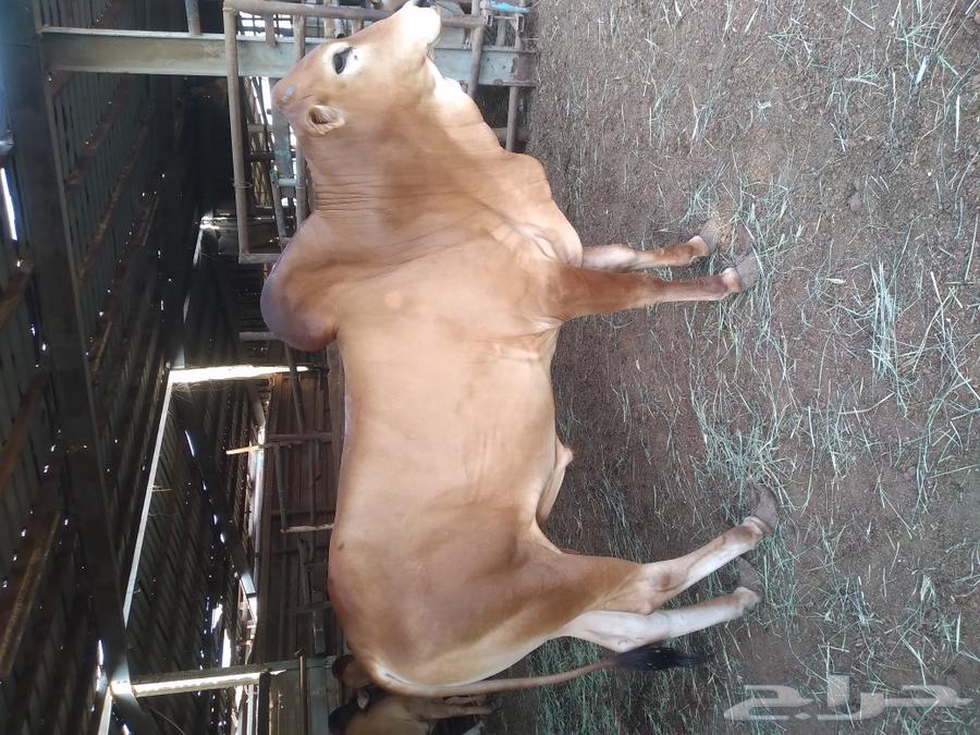 حسيل بلدي فاخر شئ نظيف سمين شحم ولحم خالي من جميع العيوب64592938722306112