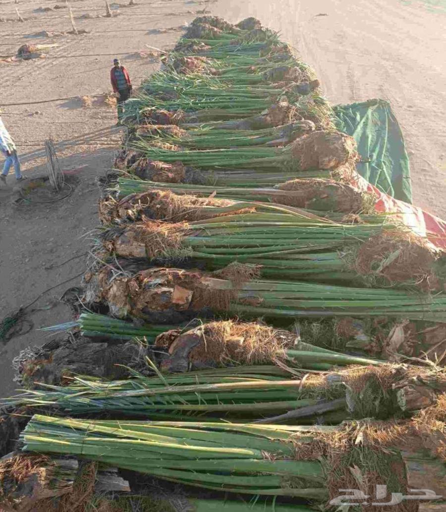 نخل صقعي مجدول عجوه خضري نخيل فروخ نقايل واشنطني سكري64589866624769111