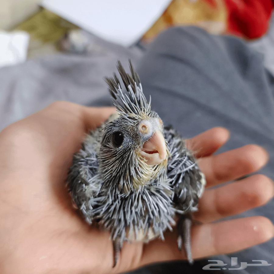 فرخ ببغاء كروان مناسب للأطفال64594503541634111