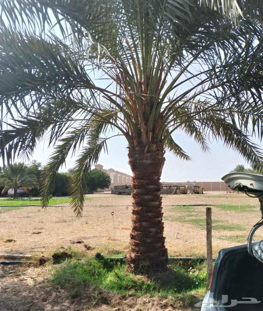 نخل صقعي مجدول عجوه خضري نخيل فروخ نقايل واشنطني سكري64589866624769114