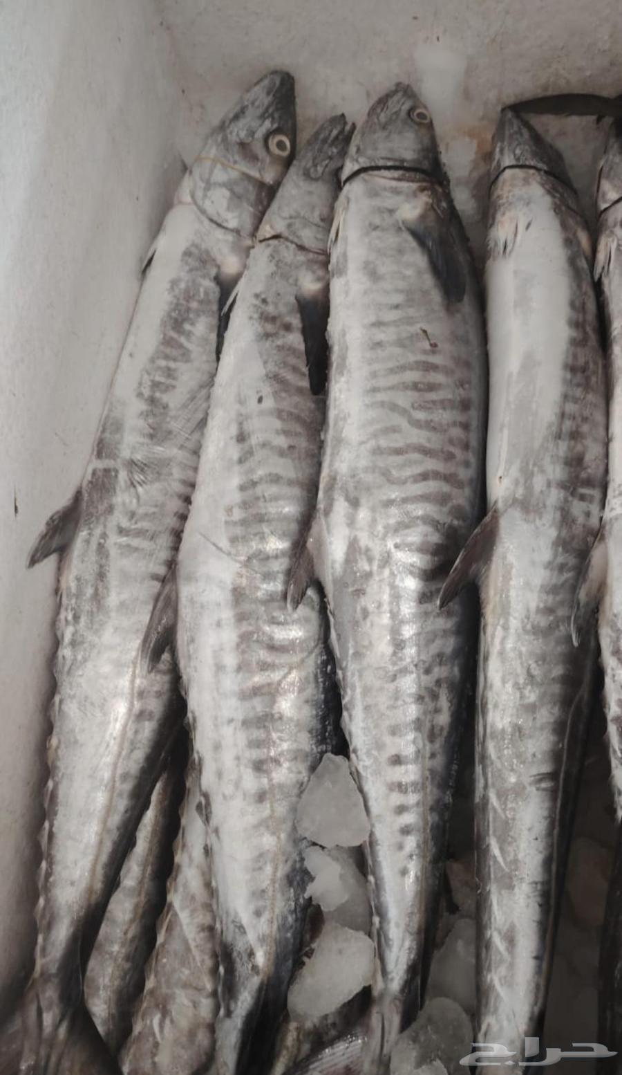 Diraa Al-Baladi, fresh, clean, and good prices, contact for more64591997405698113