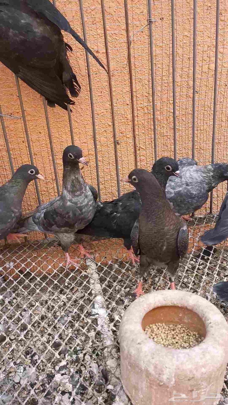 12 طير صنعاني توب 6 اجواز كل 2 اخوان بطن واحد64588408595330111