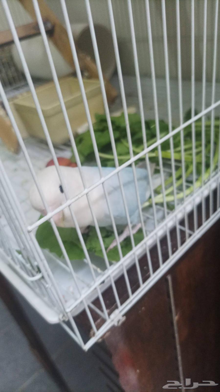 روز ذكر اليف هدد حمامه يبوس ويطقطق ويوغوغ كثير64591044619521110