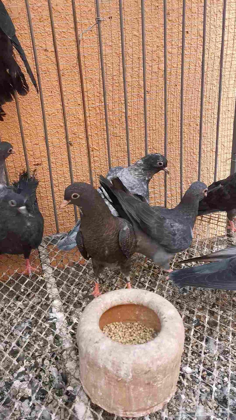 12 طير صنعاني توب 6 اجواز كل 2 اخوان بطن واحد64588408595330113