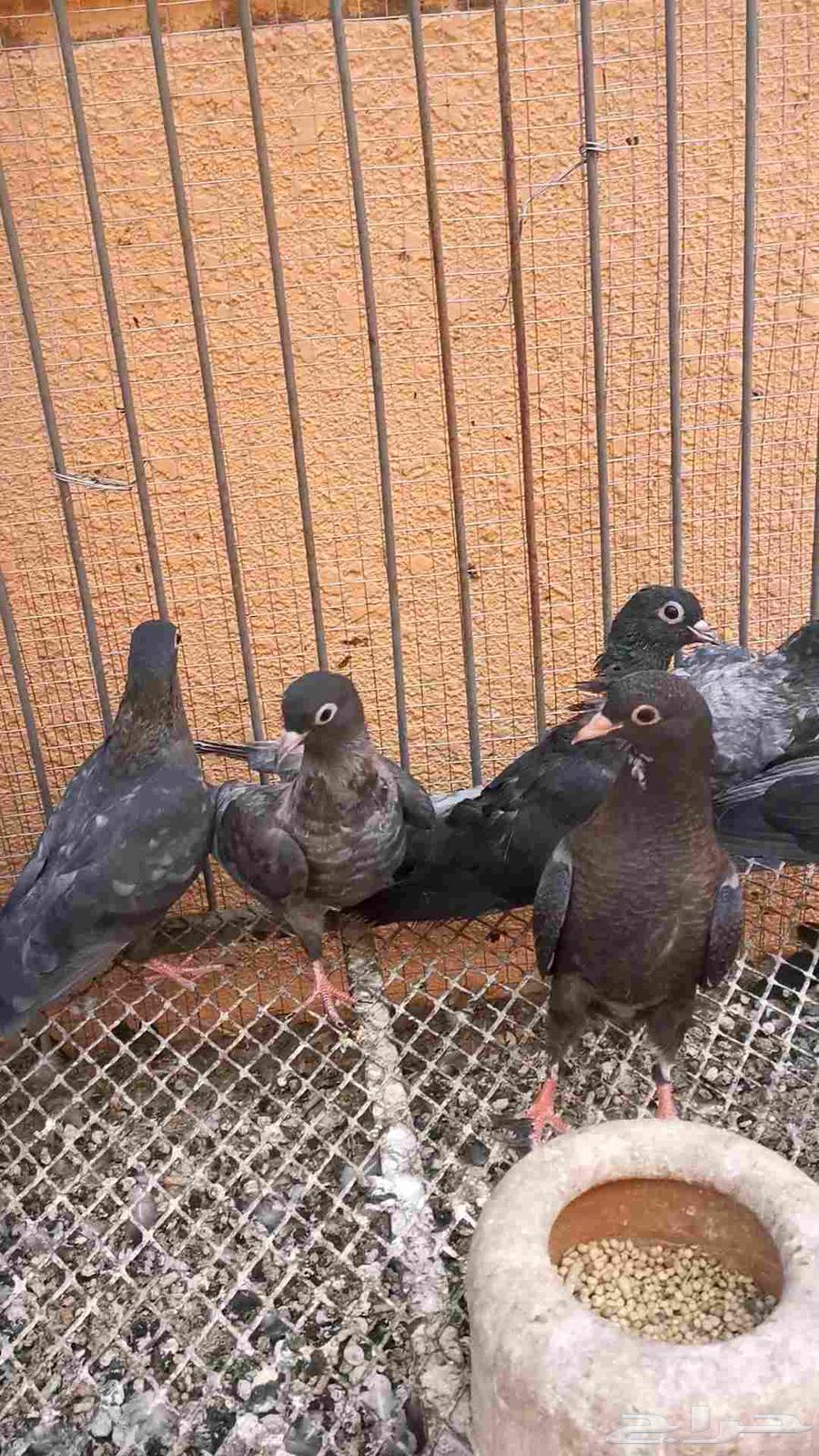 12 طير صنعاني توب 6 اجواز كل 2 اخوان بطن واحد64588408595330112