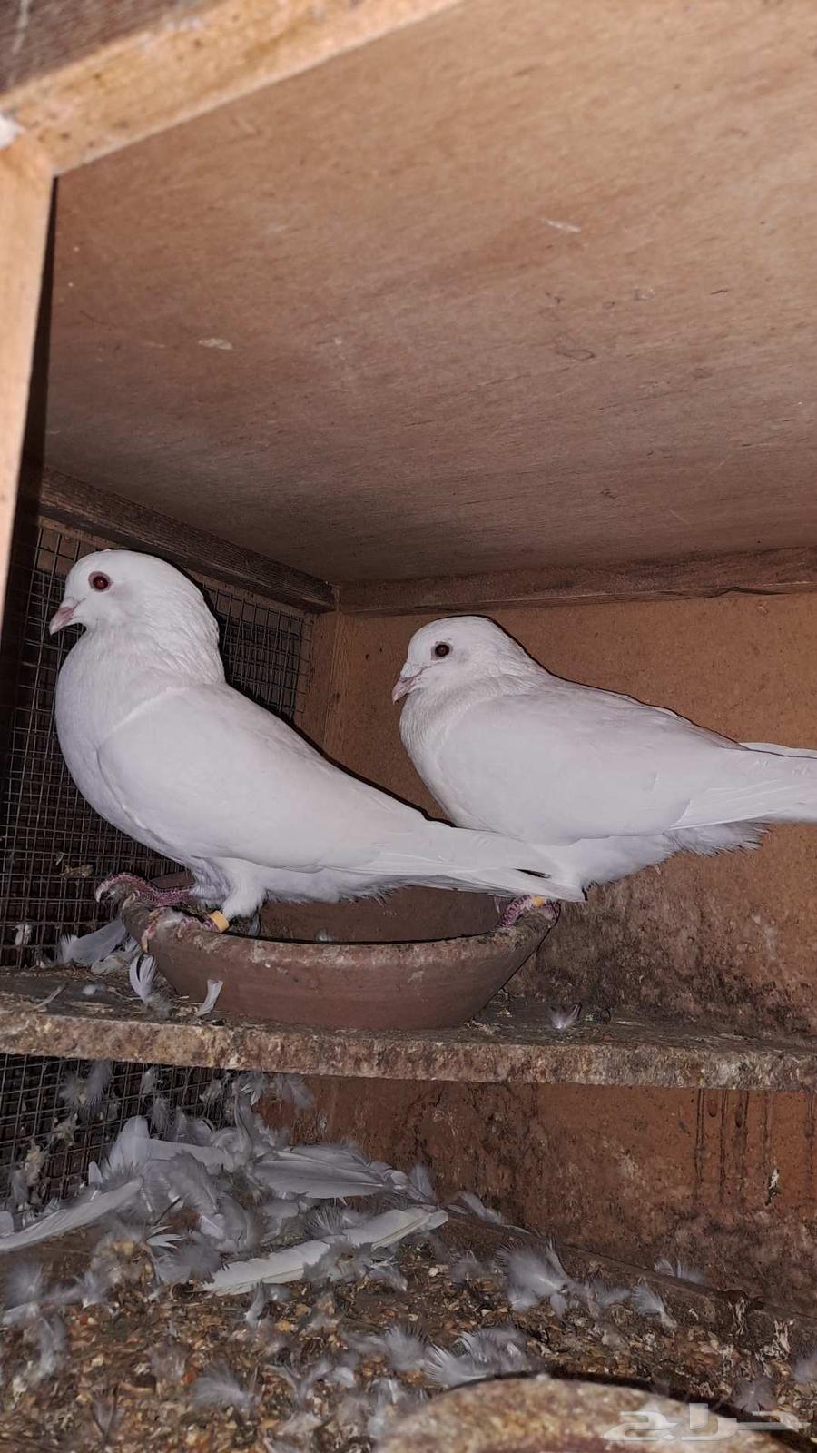 حمام فرنسي (تم البيع)64596303595266110