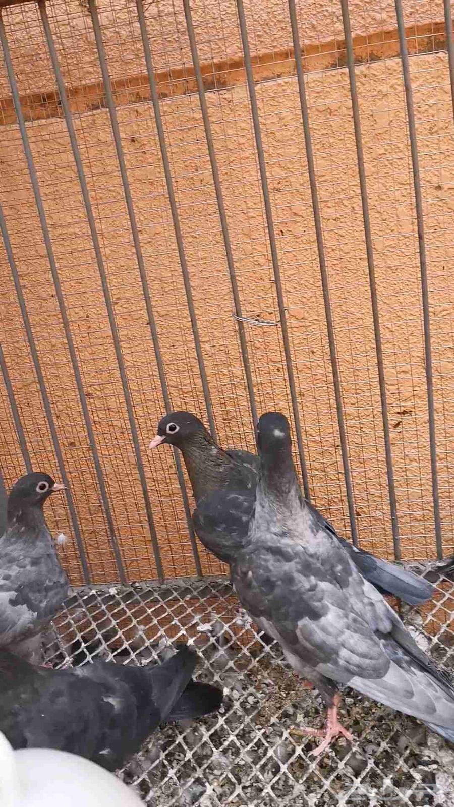 12 طير صنعاني توب 6 اجواز كل 2 اخوان بطن واحد64588408595330114