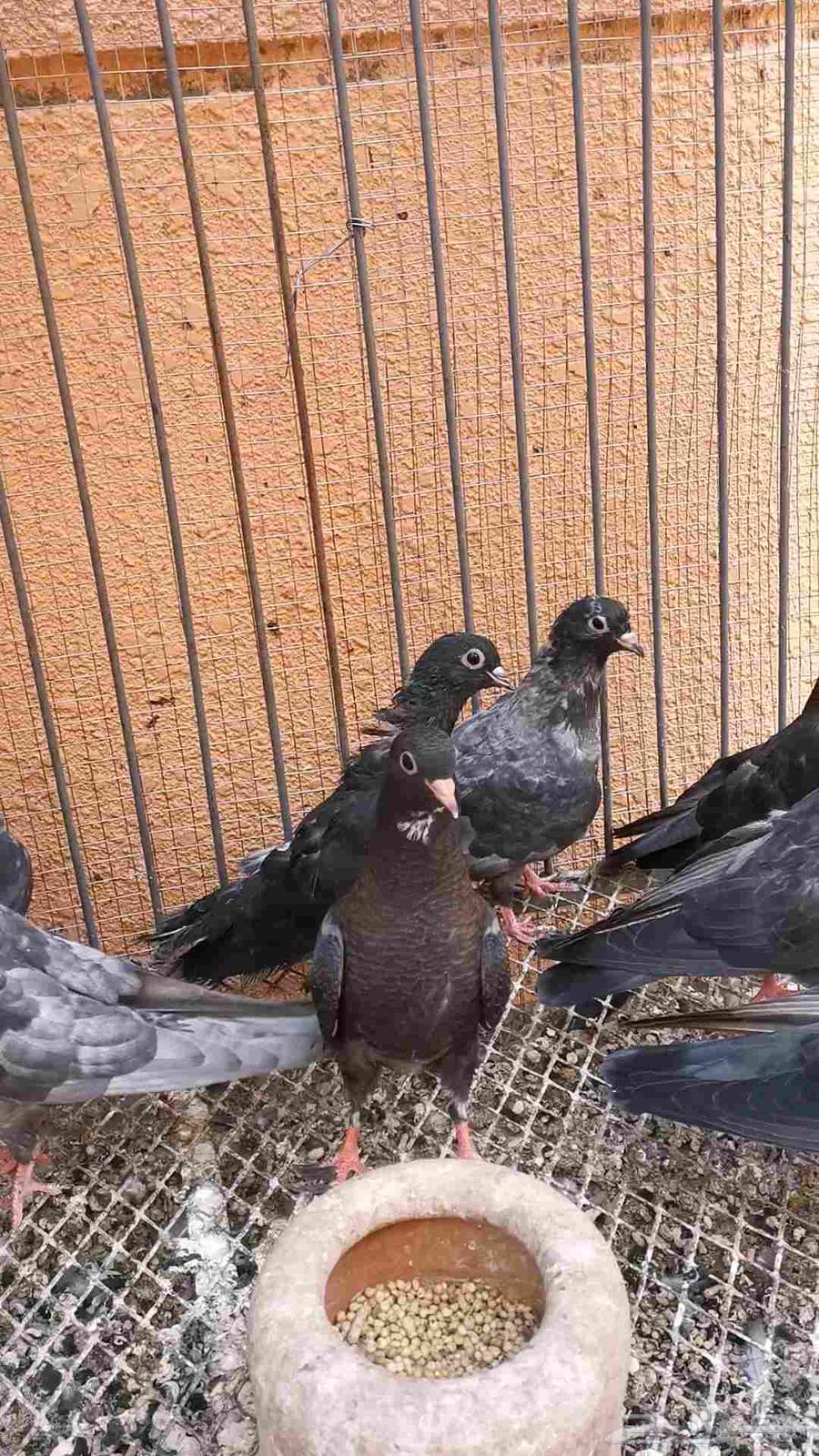 12 طير صنعاني توب 6 اجواز كل 2 اخوان بطن واحد64588408595330110