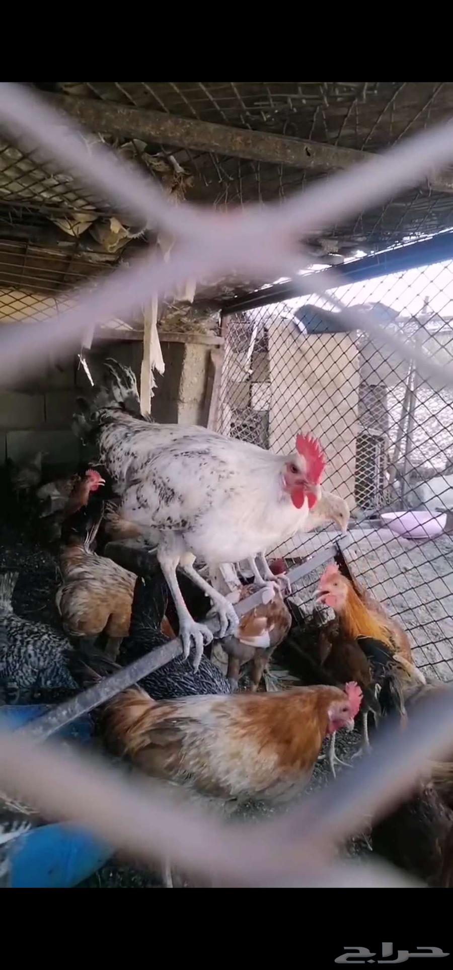 ديك بلدي العمر 7 شهور64590102190083110