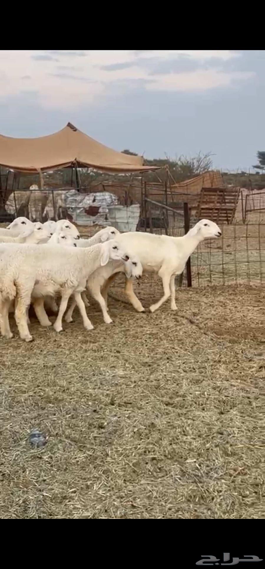 رخال صنف نوادر انتاج المراح64593998895234112