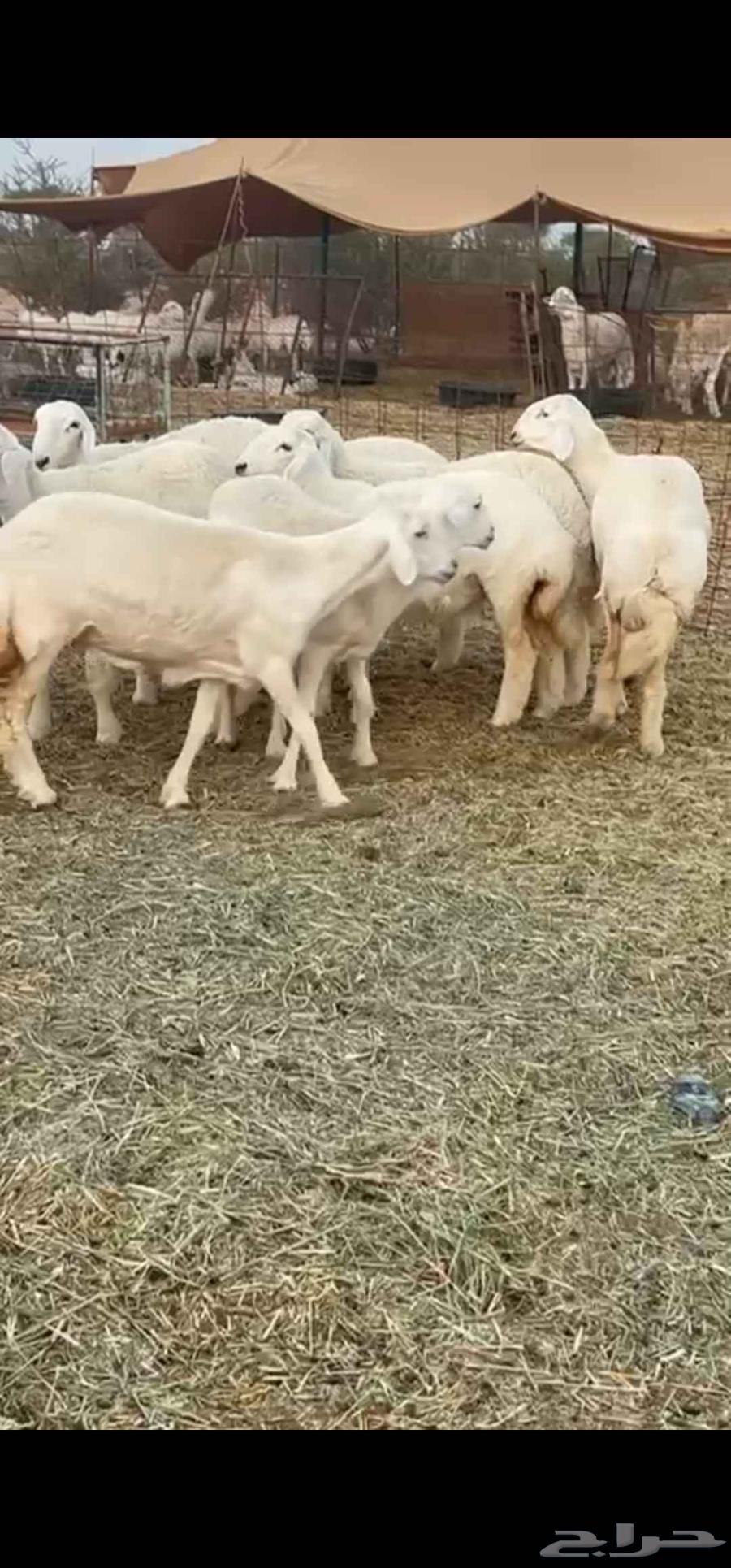 رخال صنف نوادر انتاج المراح64593998895234111