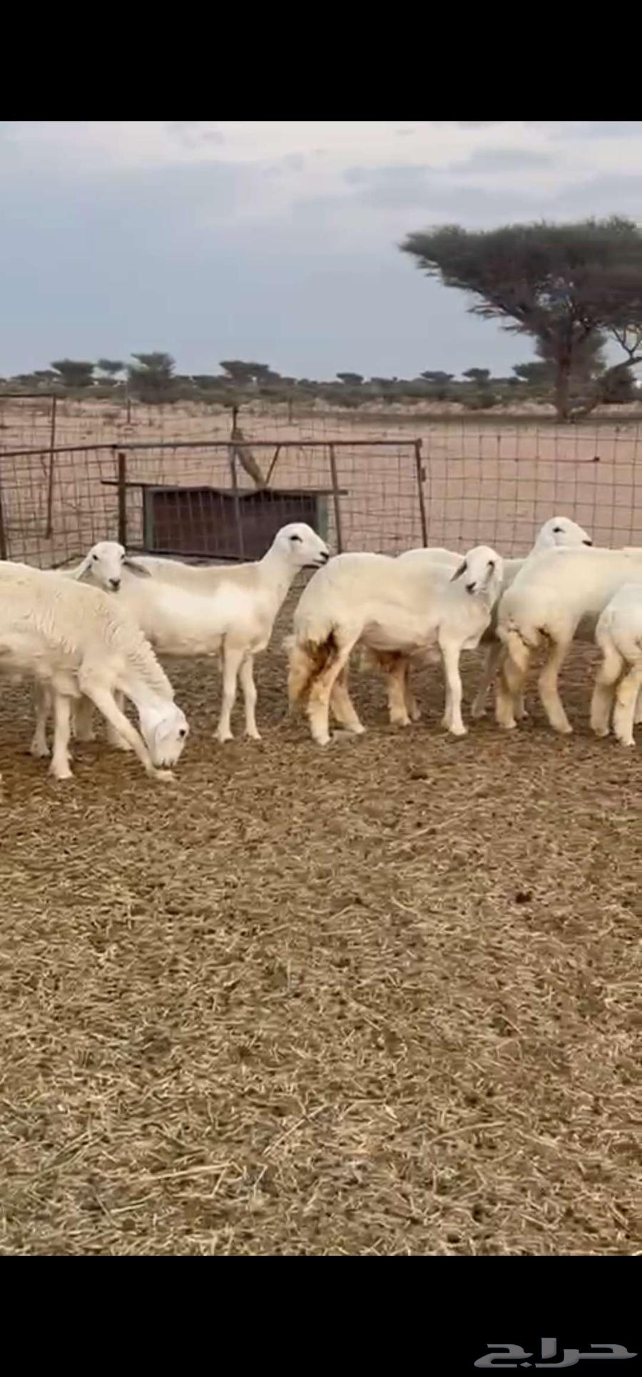 رخال صنف نوادر انتاج المراح64593998895234114