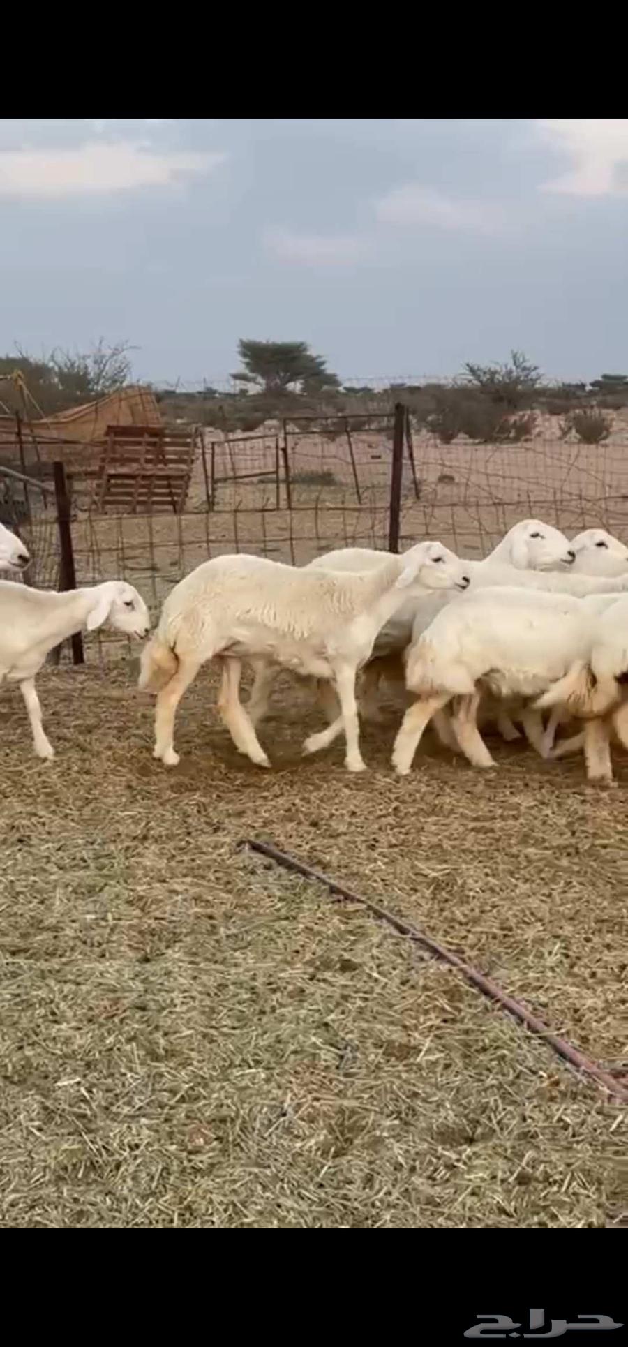 رخال صنف نوادر انتاج المراح64593998895234113