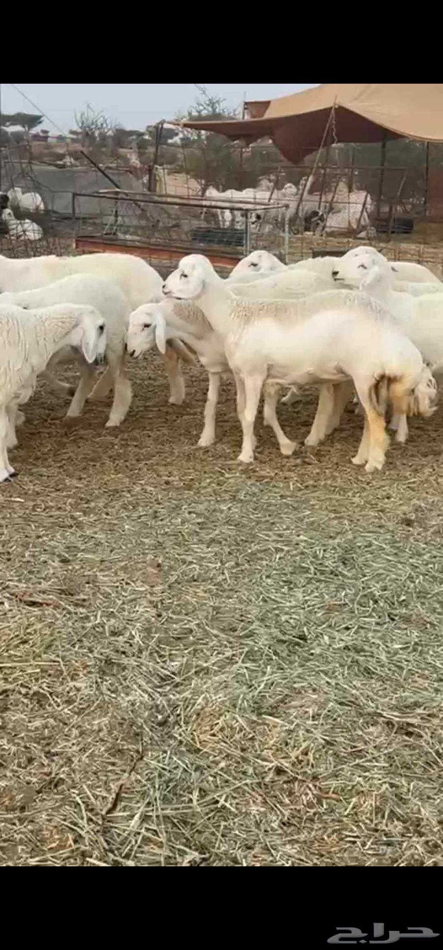 رخال صنف نوادر انتاج المراح64593998895234110