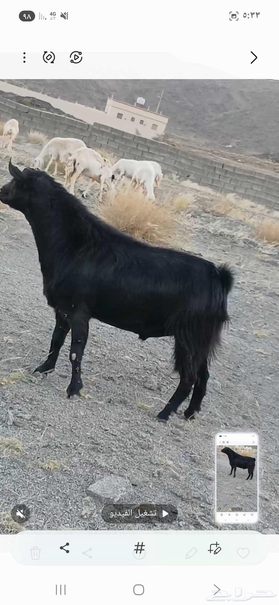 تيس فحل للبيع جامع ع اول جمع64589450832258114