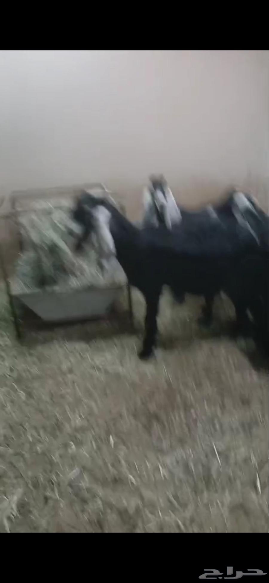 Goat sale items64589989930499113