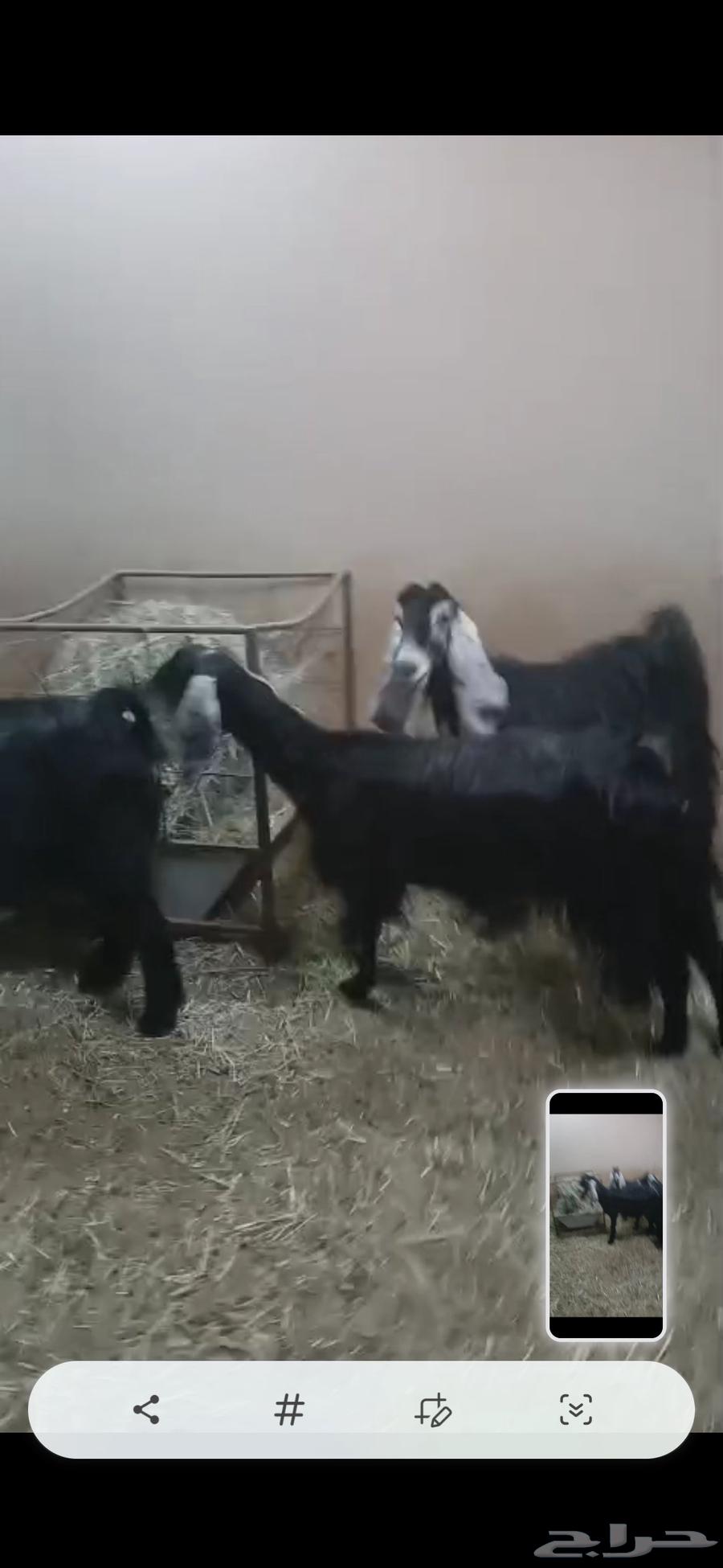 Goat sale items64589989930499112