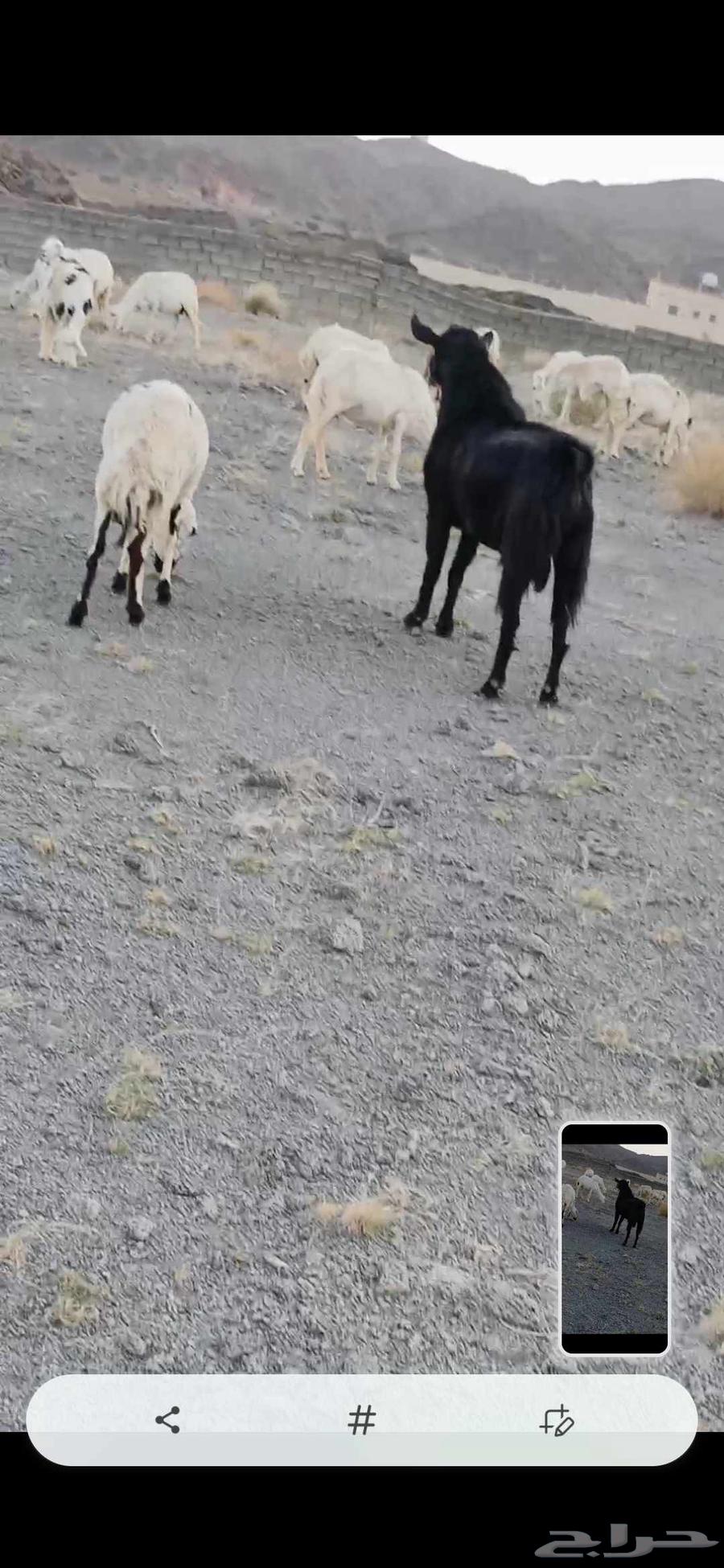 تيس فحل للبيع جامع ع اول جمع64589450832258112