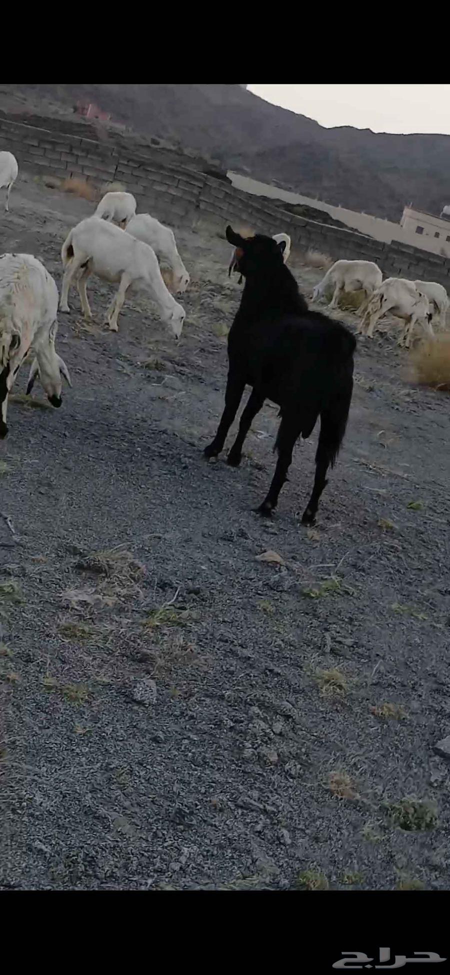 تيس فحل للبيع جامع ع اول جمع64589450832258111