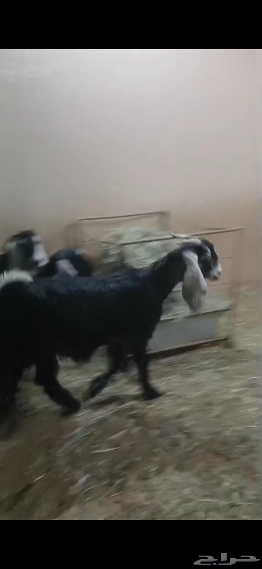 Goat sale items64589989930499111