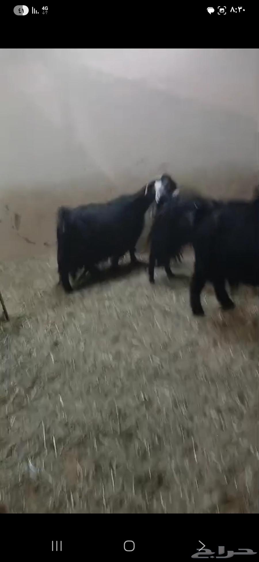 Goat sale items64589989930499110