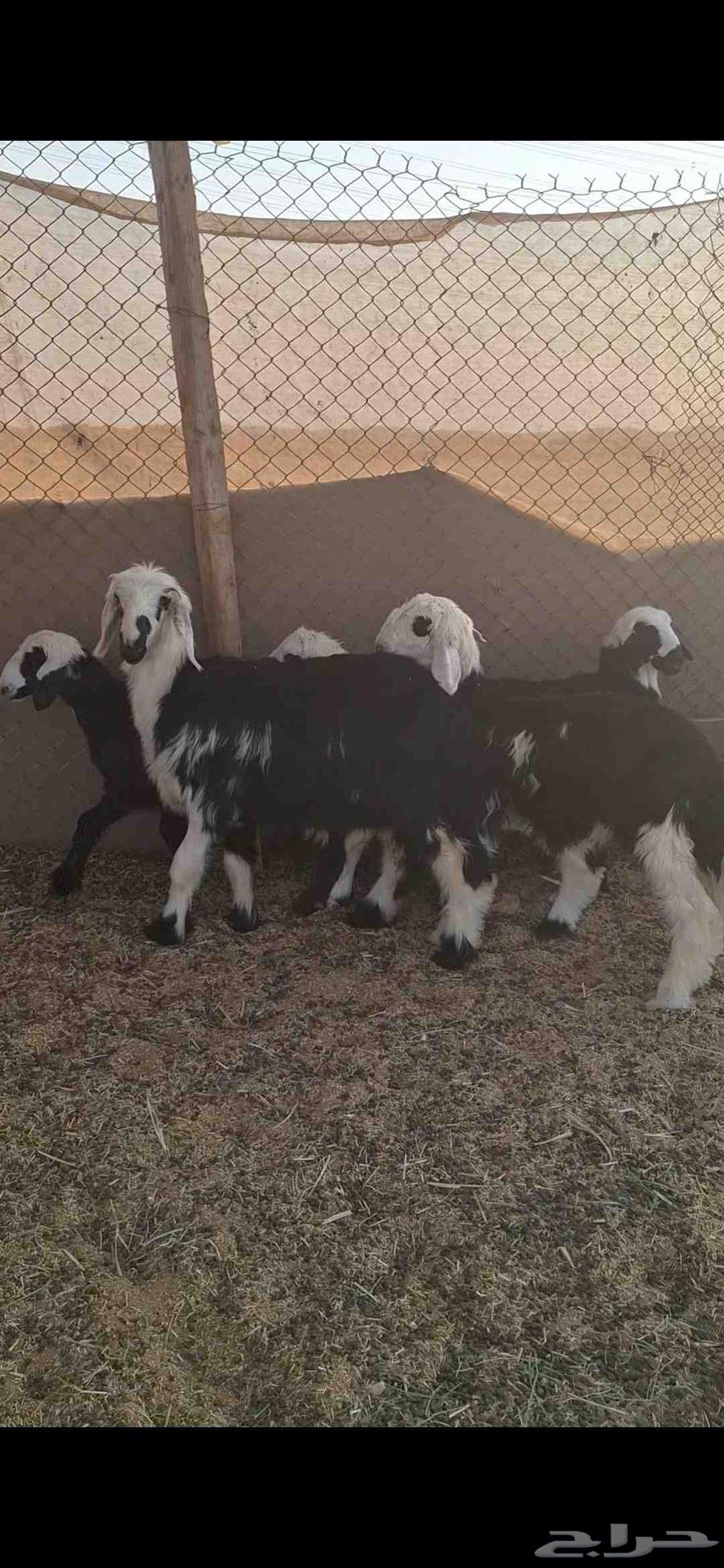 للبيع رخال نجد العمر شهرين ونص الي 3 شهور64592129977985110