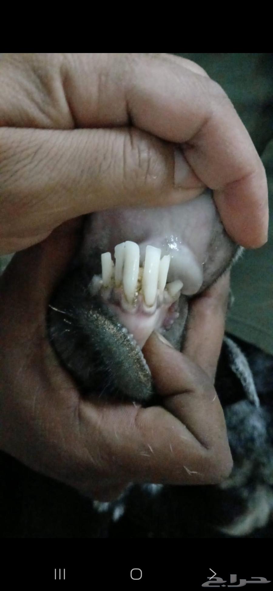 Goat sale items64589989930499114