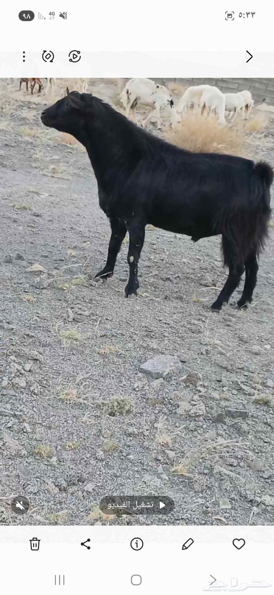 تيس فحل للبيع جامع ع اول جمع64589450832258110