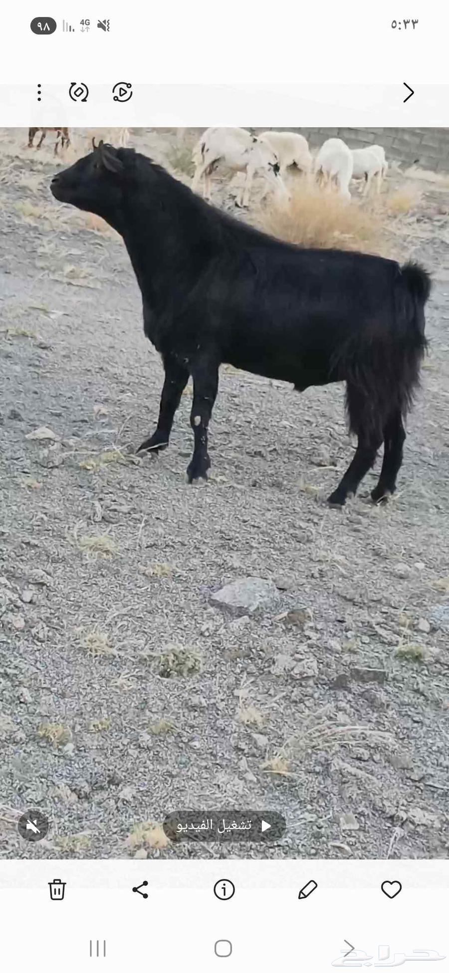 تيس فحل للبيع جامع ع اول جمع64589450832258113