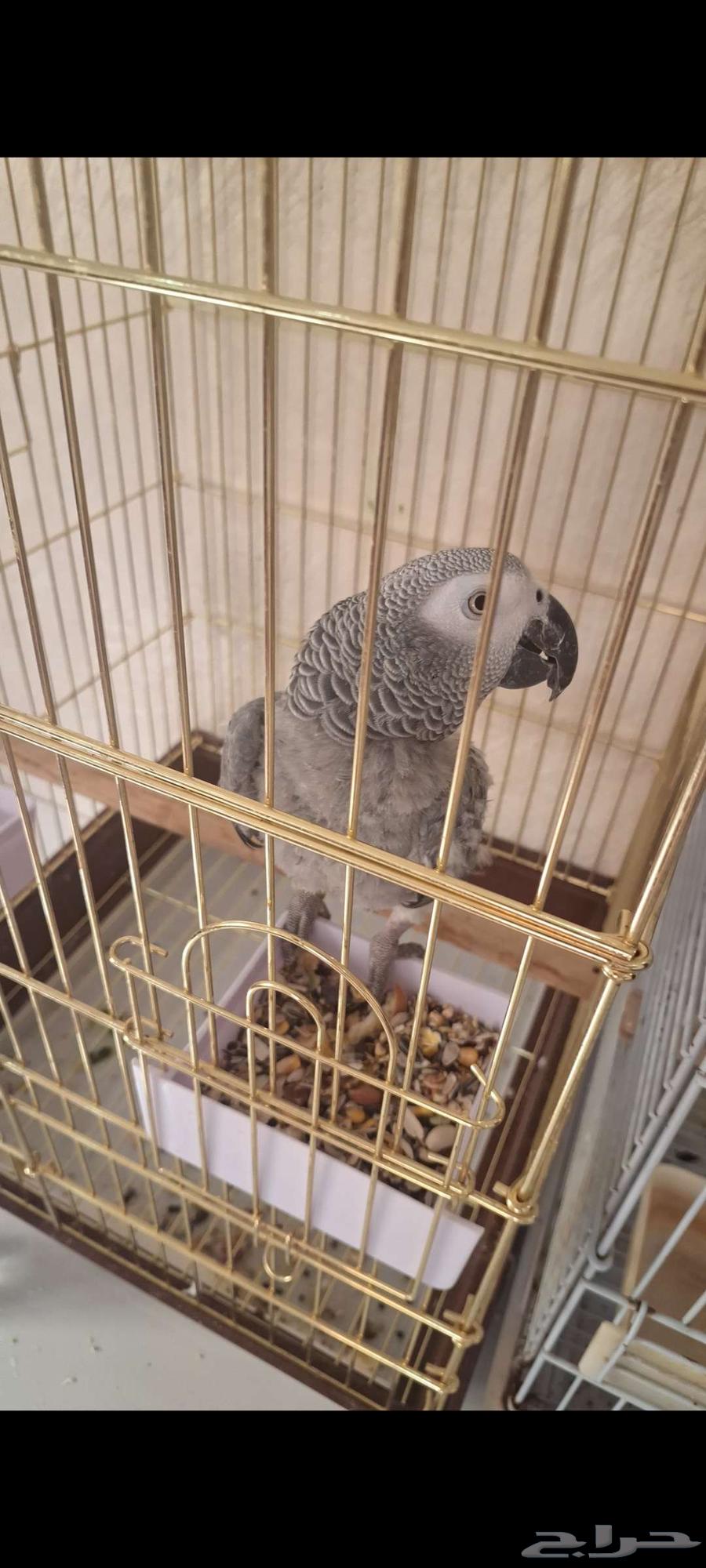 Playful and affectionate Casco parrot, slightly molted feathers and regrowing plumage64595968597378110