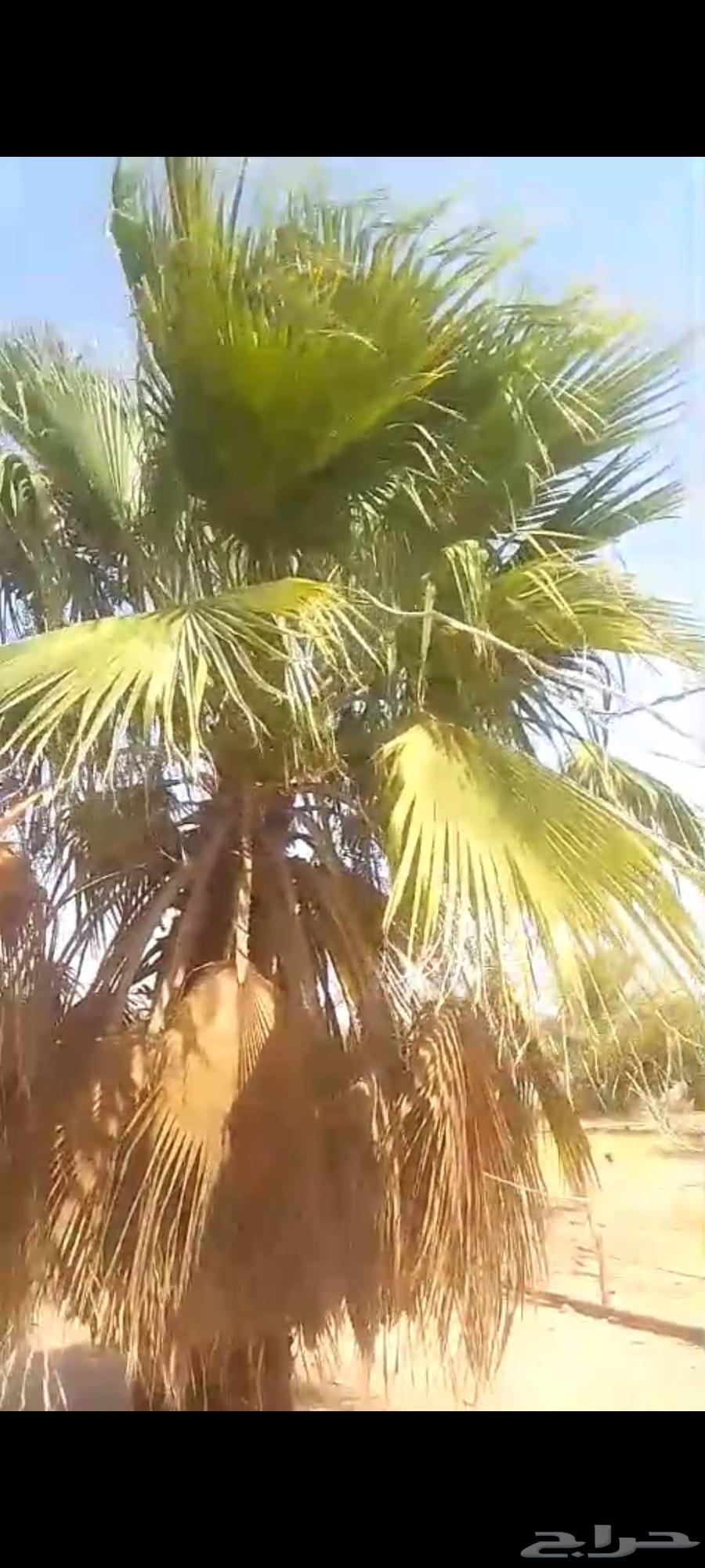 للبيع نخله واشنطونى ..64591044582657110
