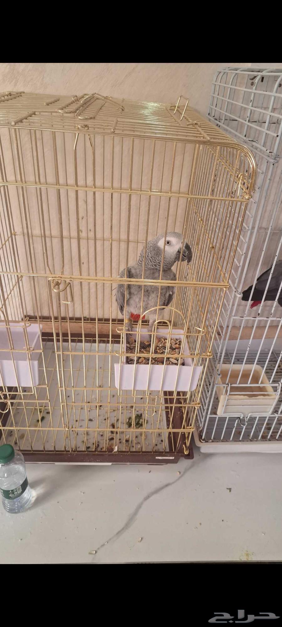 Playful and affectionate Casco parrot, slightly molted feathers and regrowing plumage64595968597378111