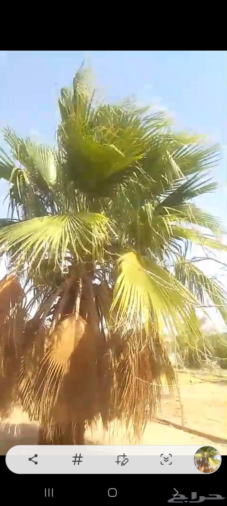 للبيع نخله واشنطونى ..64591044582657111