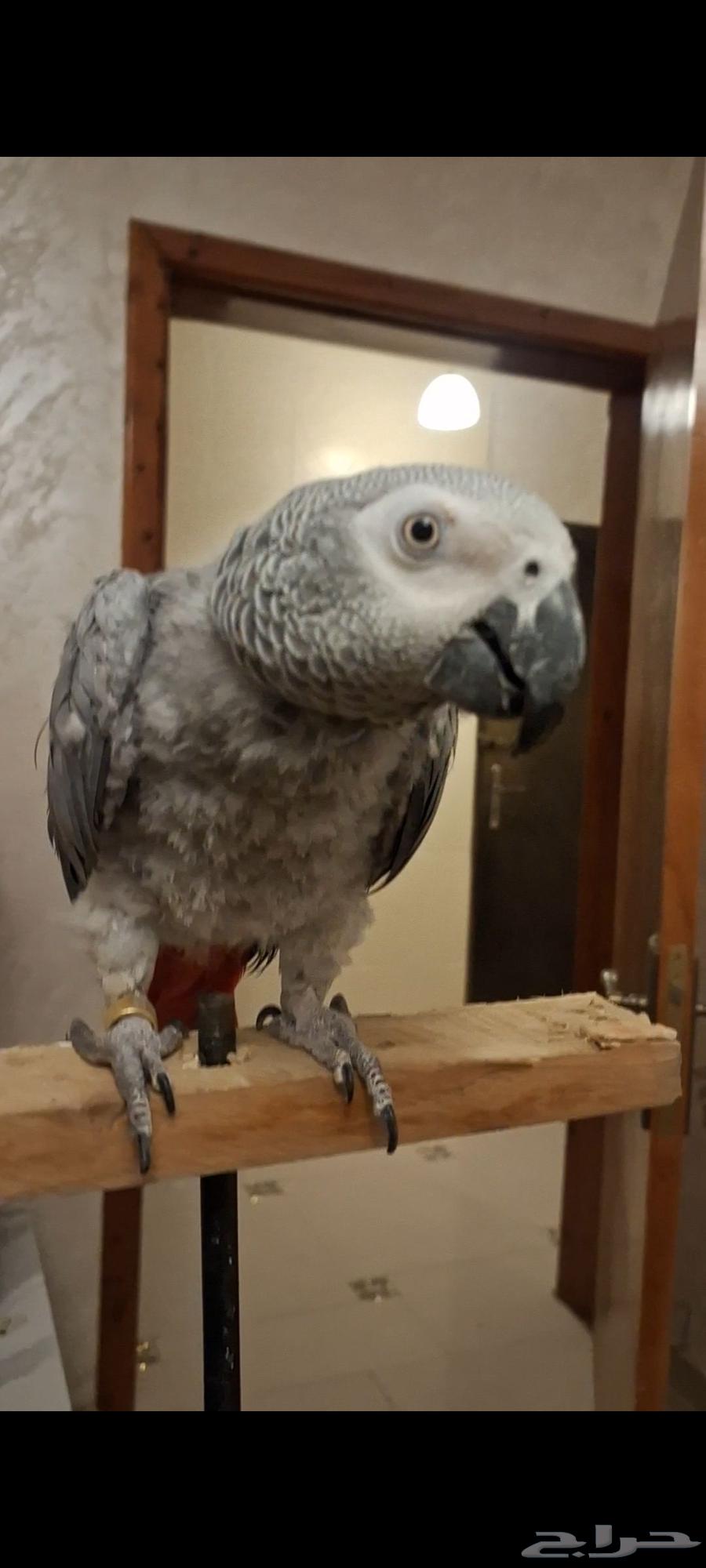 Playful and affectionate Casco parrot, slightly molted feathers and regrowing plumage64595968597378113