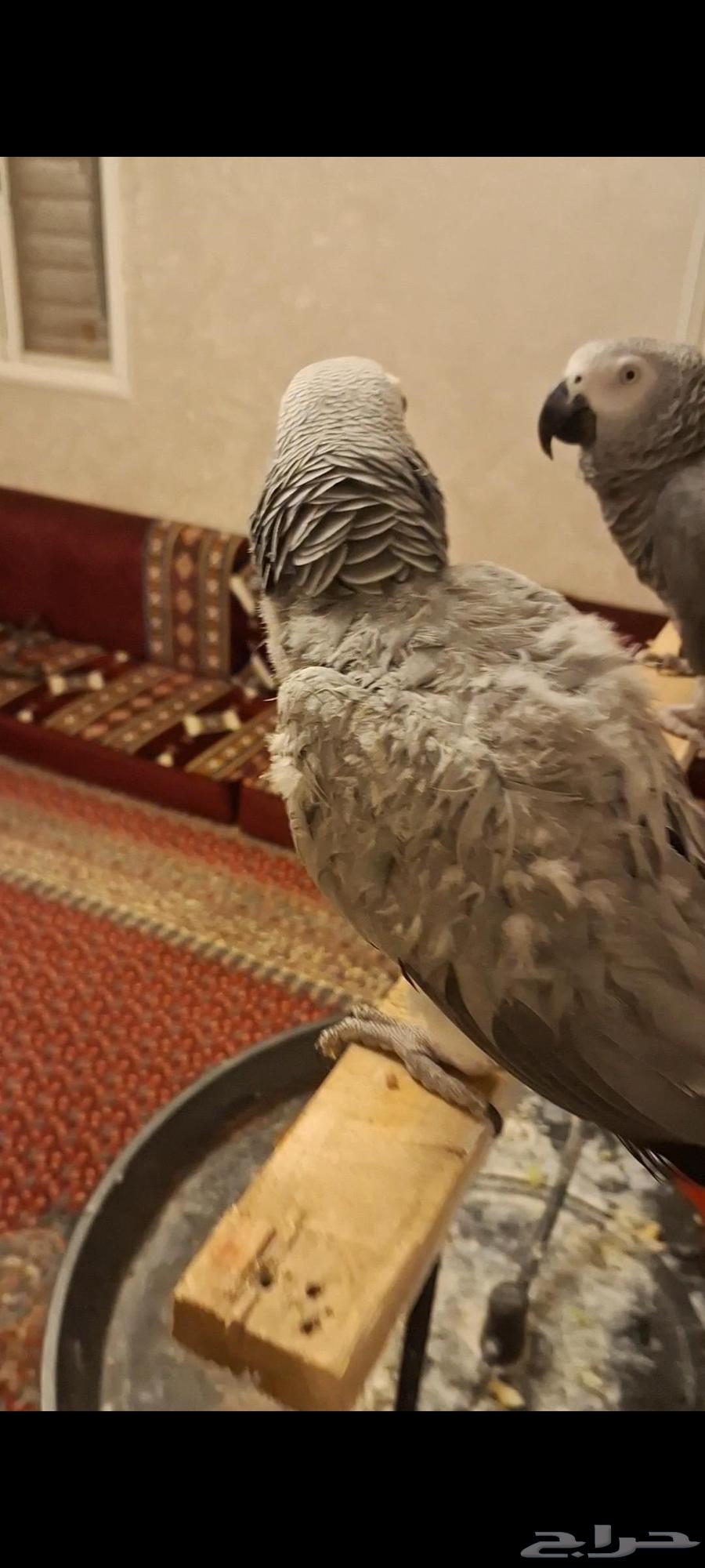Playful and affectionate Casco parrot, slightly molted feathers and regrowing plumage64595968597378112