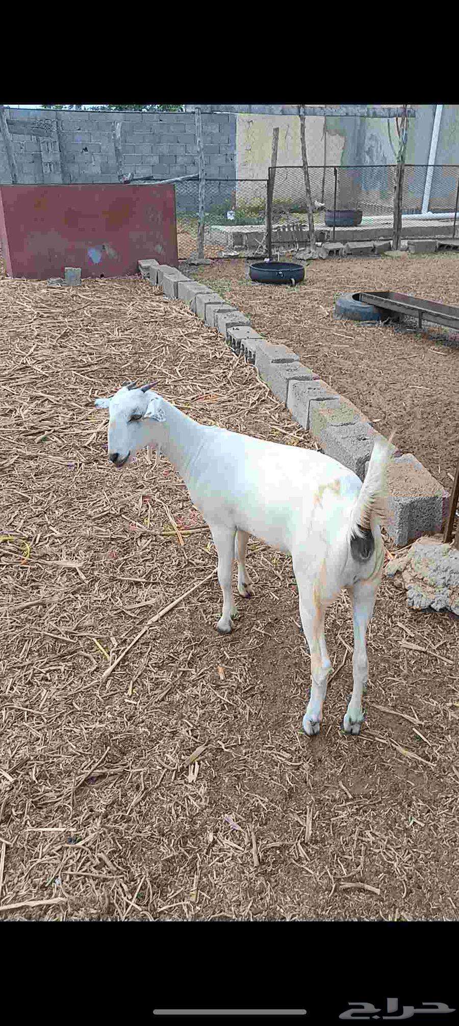 جفره بيشيه فاخره64591743756419111